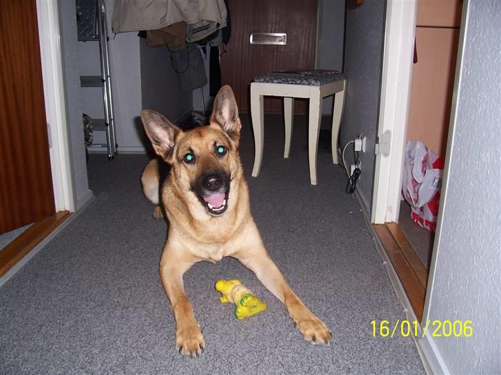 Schæferhund Victor billede 4