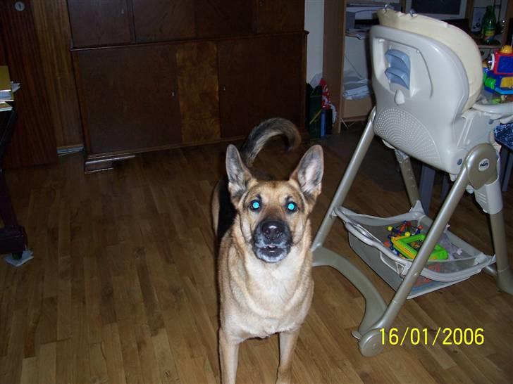 Schæferhund Victor billede 5