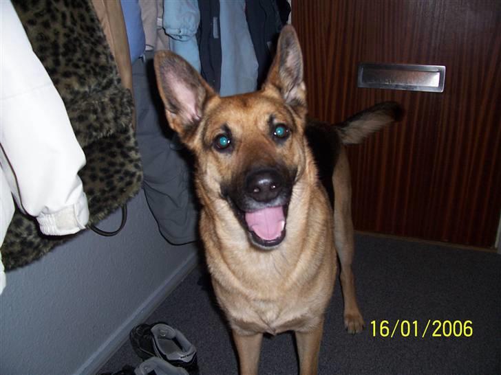 Schæferhund Victor billede 6