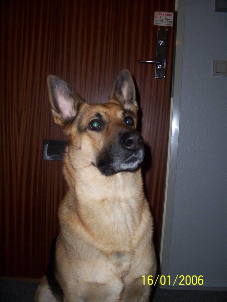 Schæferhund Victor billede 7