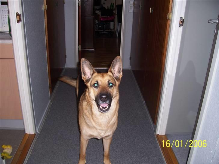 Schæferhund Victor billede 8