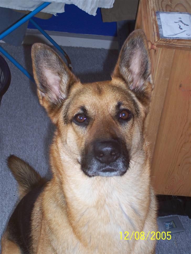 Schæferhund Victor billede 9