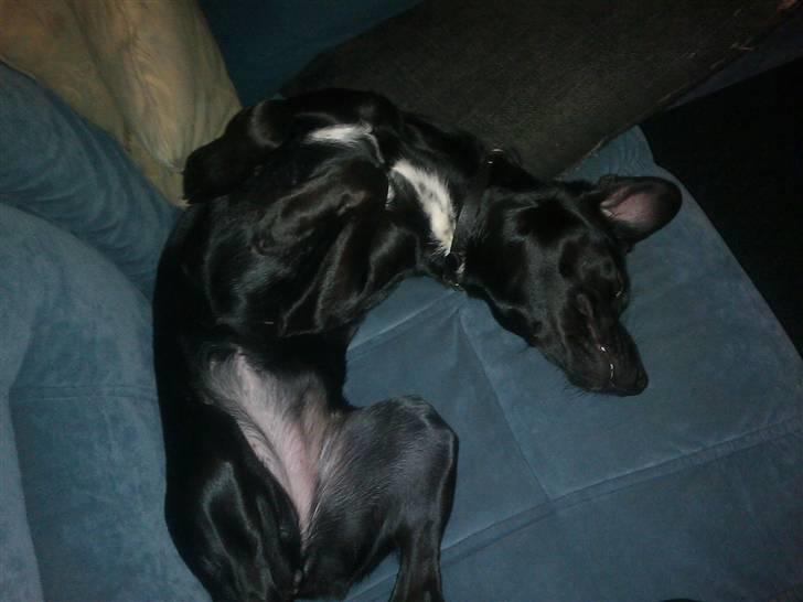 Blanding af racer Laura billede 11