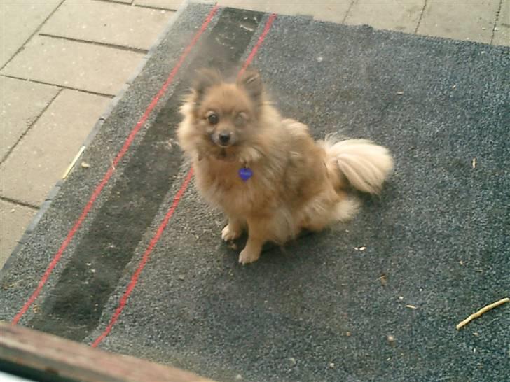 Pomeranian Flopper - Flopper billede 1