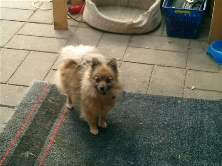 Pomeranian Flopper billede 2
