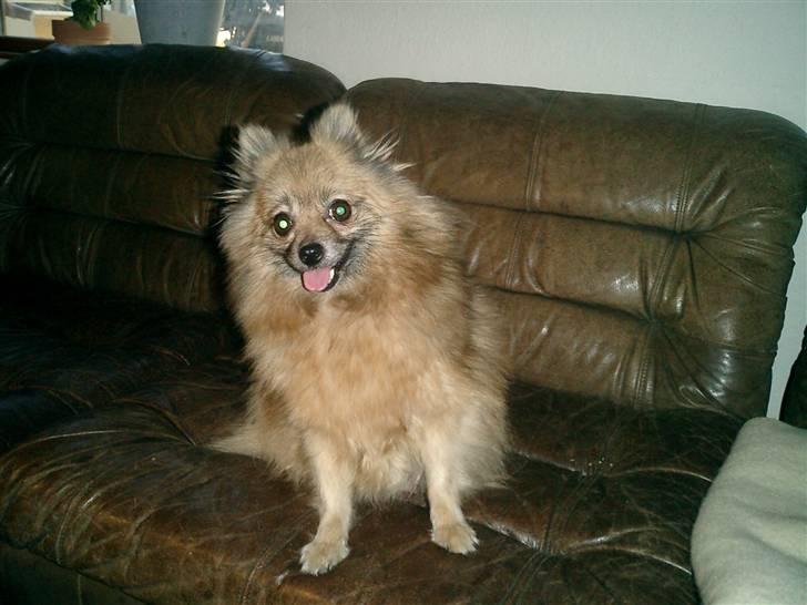 Pomeranian Flopper billede 3