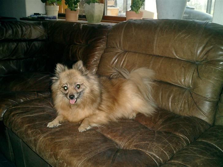 Pomeranian Flopper - Flopper 8 år den 15/4 2011 billede 4
