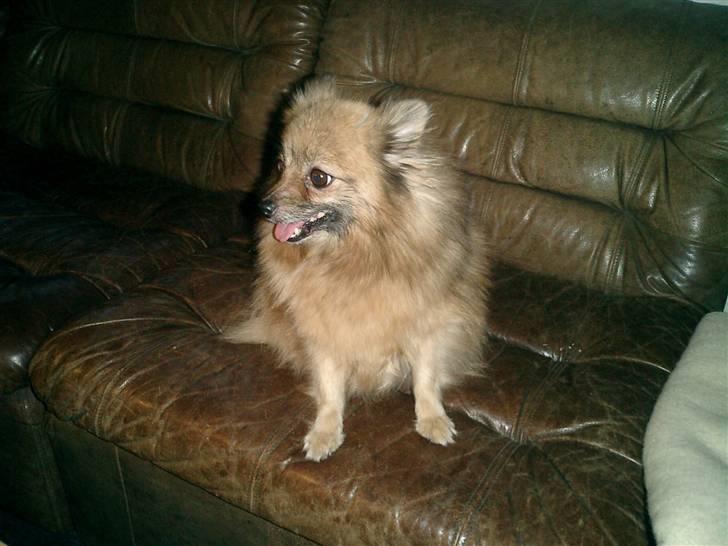 Pomeranian Flopper billede 5