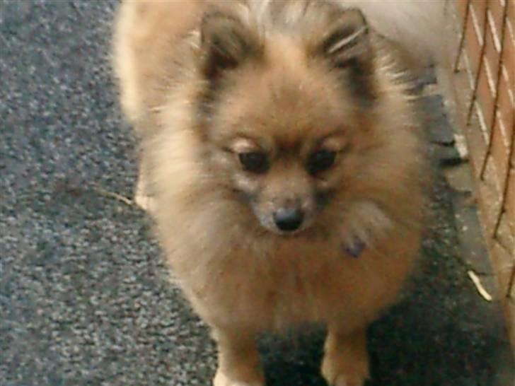 Pomeranian Flopper billede 6
