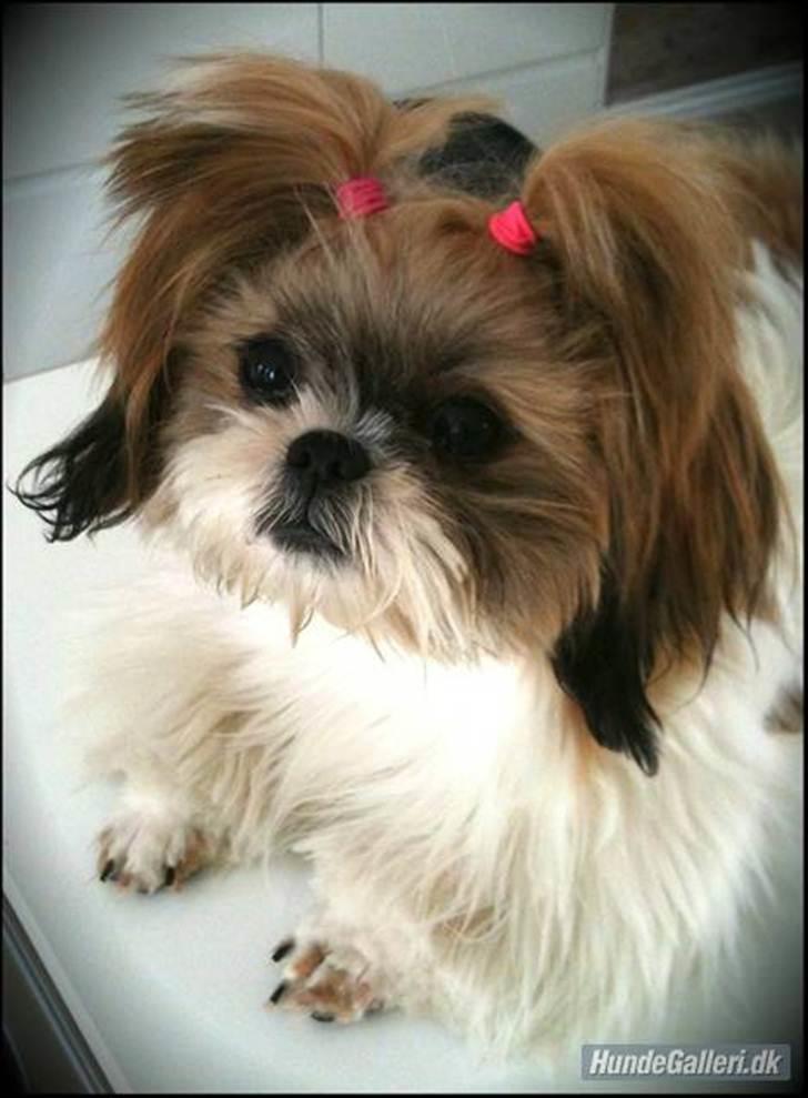 Shih tzu Karla - Prinsesse Karla billede 1