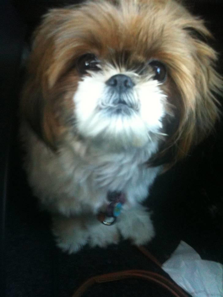 Shih tzu Karla - Nuser billede 2