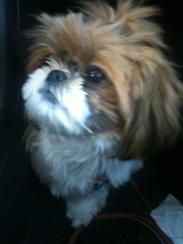 Shih tzu Karla - <3<3<3 billede 3