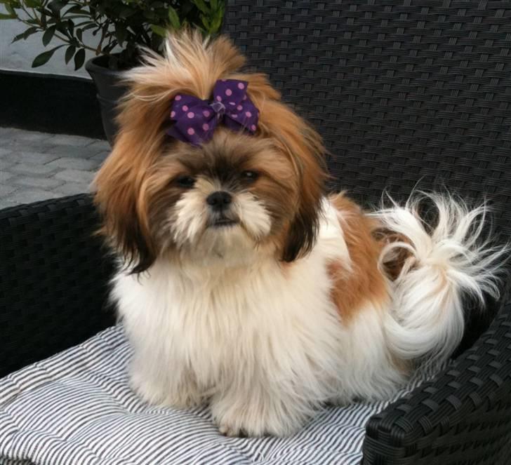 Shih tzu Karla - Er det fint, så´n her Moar? billede 4