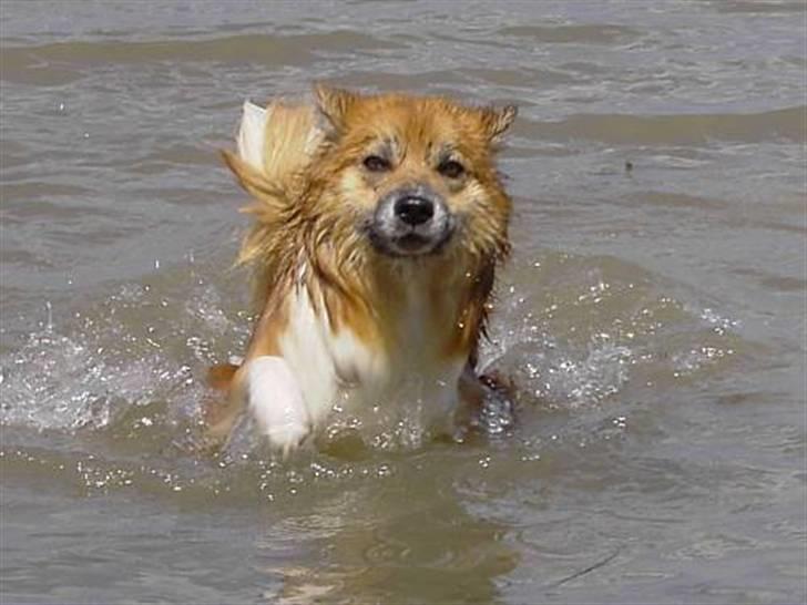 Islandsk fårehund Freja billede 4