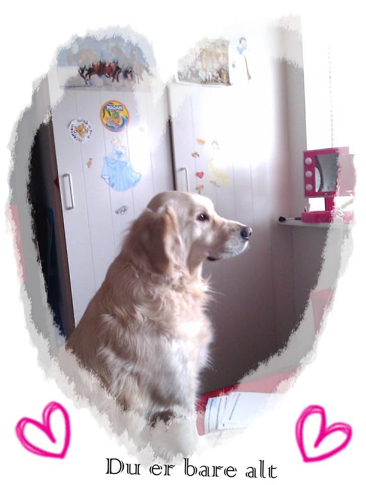 Golden retriever Ramus<33 billede 15