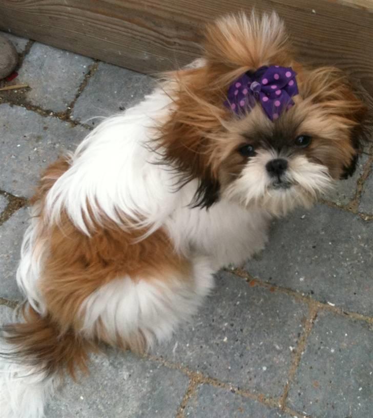 Shih tzu Karla billede 5