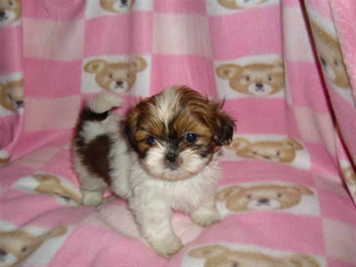 Shih tzu Karla - 6 uger billede 6