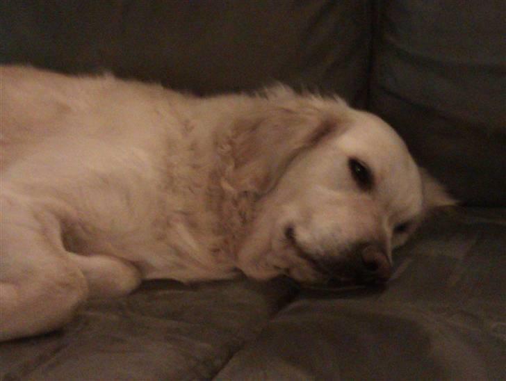 Golden retriever Ramus<33 billede 16