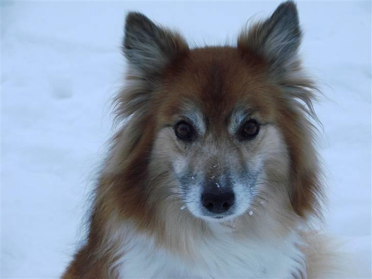 Islandsk fårehund Freja billede 6