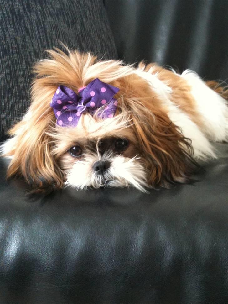 Shih tzu Karla - Klar til en lille lur i sofaen billede 7