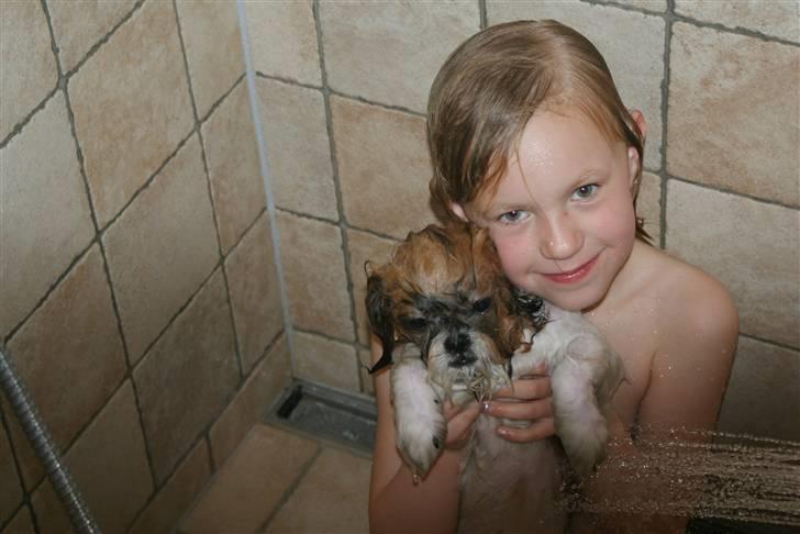 Shih tzu Karla - Med Ida i bad... Dejligt.. billede 8