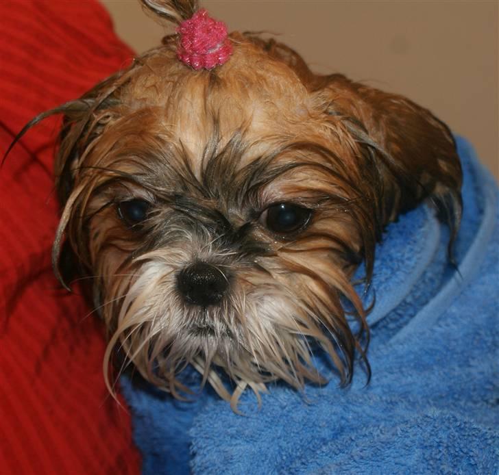 Shih tzu Karla - Lige været i bad.. billede 9
