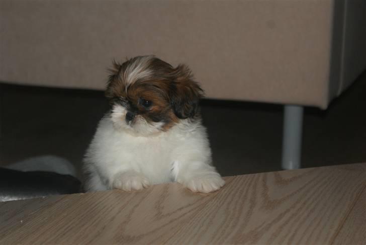 Shih tzu Karla - Uha der er højt op... billede 11