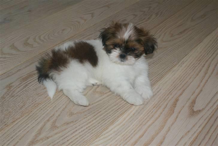 Shih tzu Karla billede 12