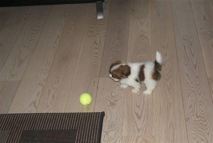 Shih tzu Karla billede 13