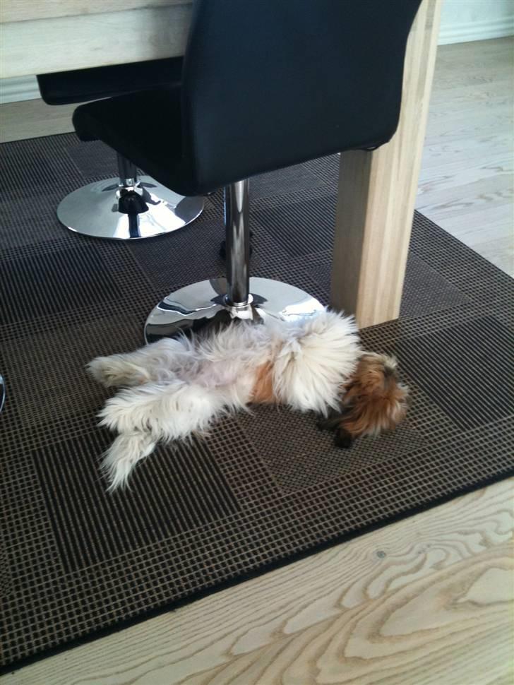 Shih tzu Karla - Totalt afslapning.. billede 14