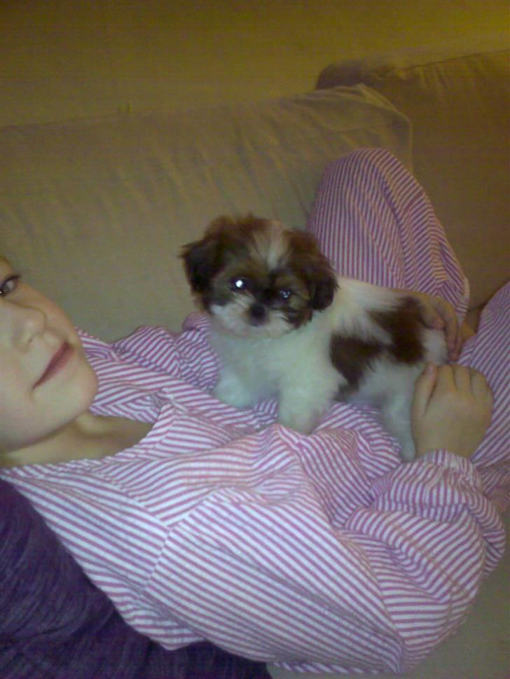 Shih tzu Karla - Karla 8 uger billede 15