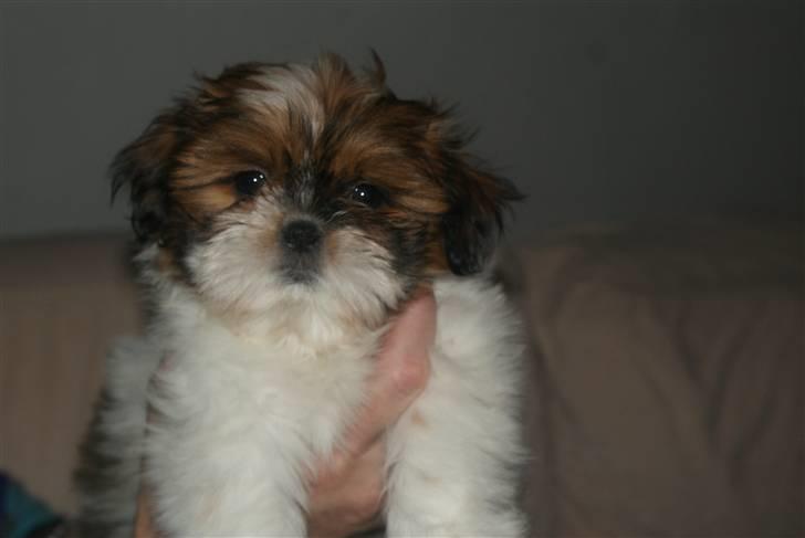 Shih tzu Karla - Er jeg ikke sød? billede 16