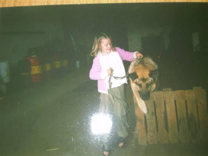 Schæferhund 'King ¤død¤ - Enorm gammelt billede (:  billede 7