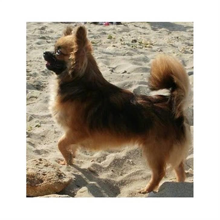 Chihuahua brinda billede 9