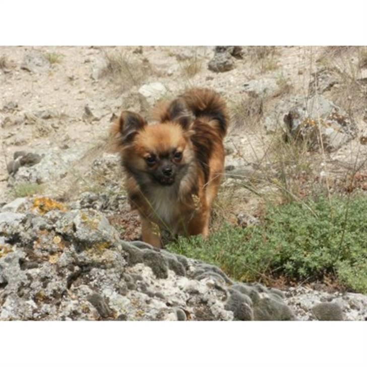 Chihuahua brinda billede 10