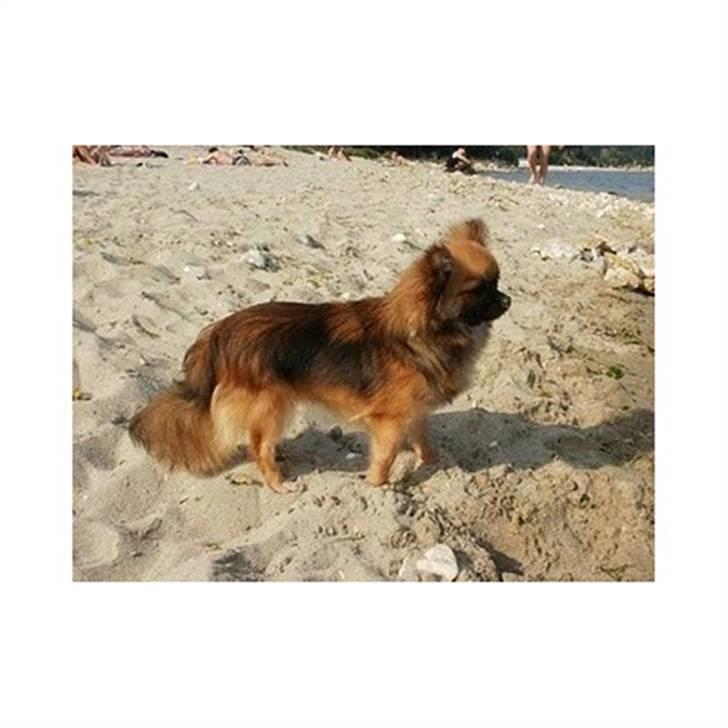 Chihuahua brinda billede 11