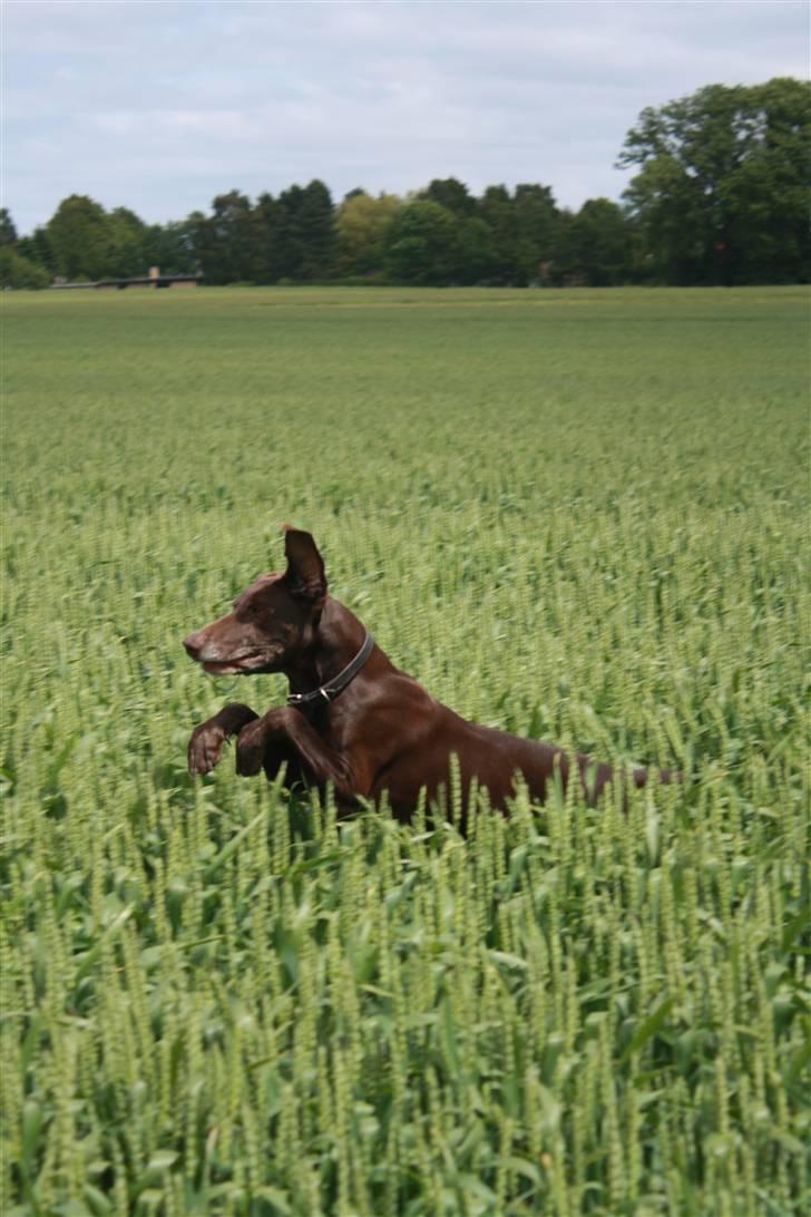 Korthåret hønsehund Chili billede 18