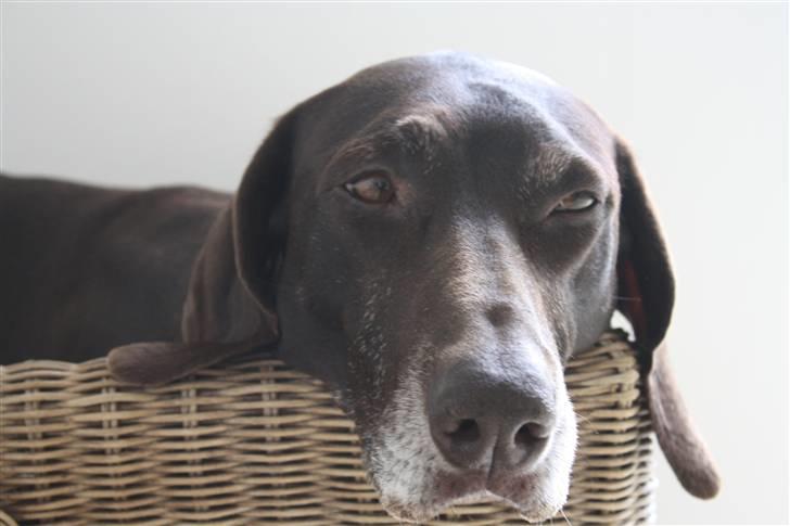 Korthåret hønsehund Chili billede 19