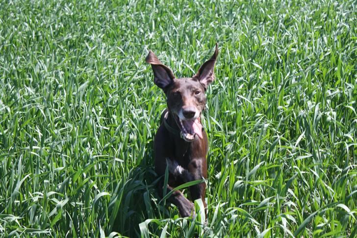 Korthåret hønsehund Chili billede 20