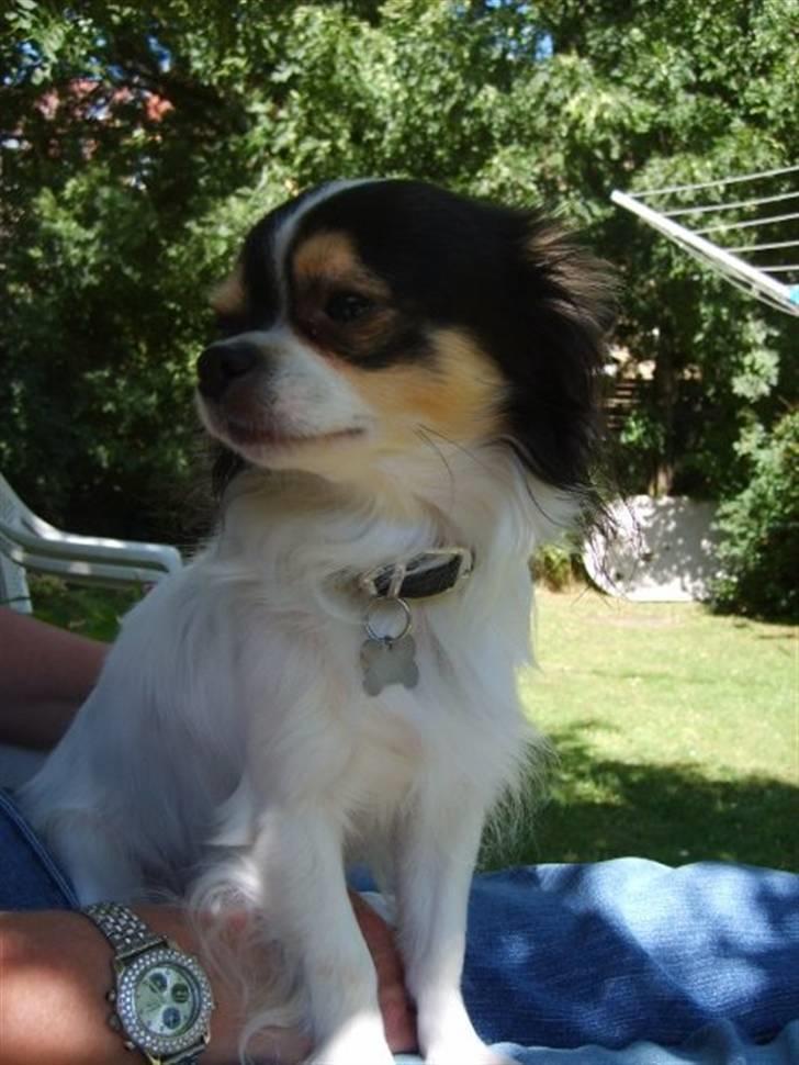 Chihuahua Oscar billede 15