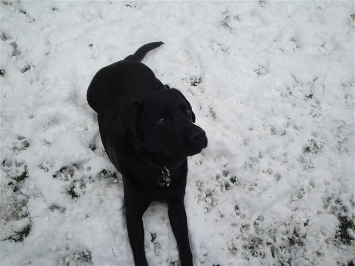 Labrador retriever Max (16.06.2008 - 10.06.2020) billede 17