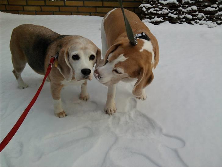 Beagle Winters Snow Barry - Han elsker sin mor Oda <3 R.I.P. Oda pigen, jeg elsker dig <3 billede 6