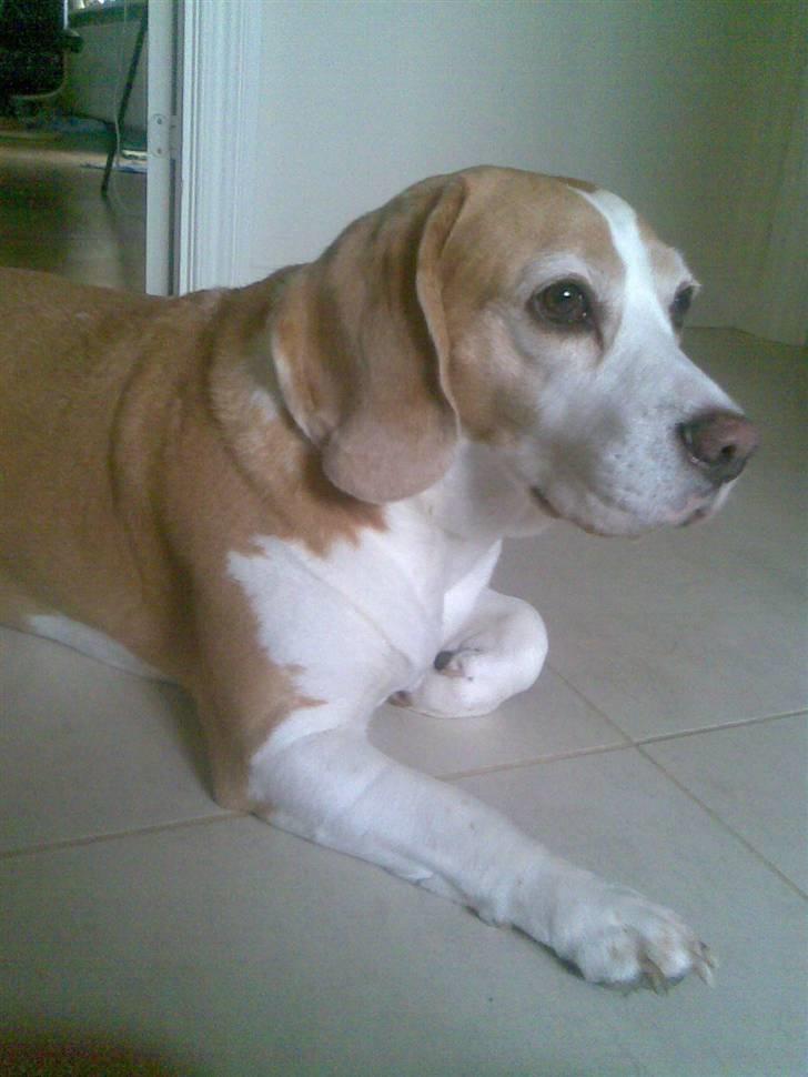 Beagle Winters Snow Barry billede 9