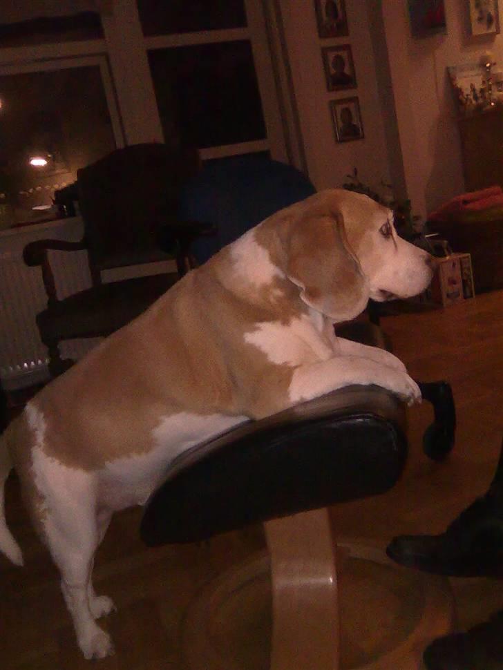 Beagle Winters Snow Barry billede 8