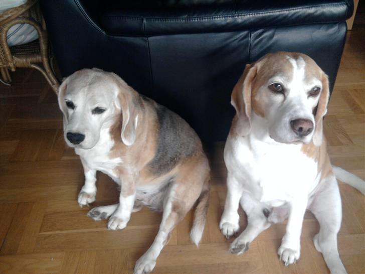 Beagle Winters Snow Barry - mor og søn. Mor til venster og  søn til højre  billede 11