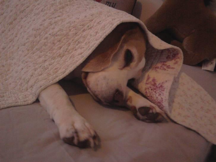 Beagle Winters Snow Barry billede 10