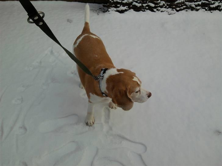 Beagle Winters Snow Barry billede 7