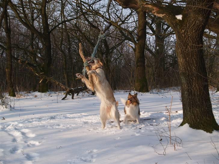 Golden retriever Nova - og vi blev ikke engang meldt for at træne kamphunde ;) billede 14