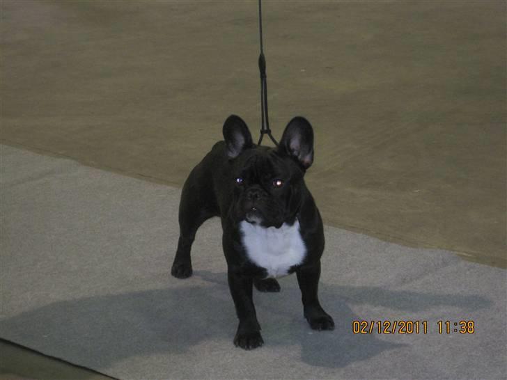 Fransk bulldog Ollundbjerg Dres Bomstærk - Dres på udstilling i Fredericia - februar 2011 billede 1