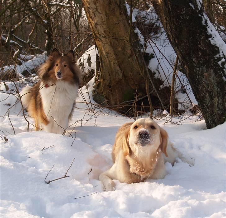 Golden retriever Nova - Sne-nydelse! billede 15